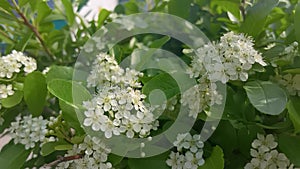 Bee flying off from the white flower