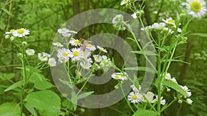 Bee flying off the white flower