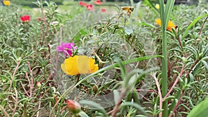 Bee flying off the white flower