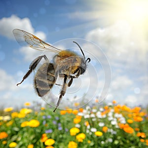 Bee flying over colorful flower field