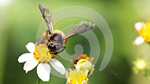 bee flying over a daisy flower to find pollen, macro photography of this fragile and gracious hymenoptera insect, nature scene