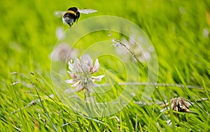 Bee Flying over flower