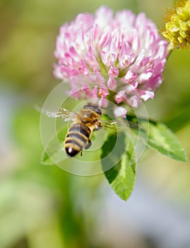 A bee is flying over a pink flower