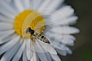 Bee flying over a white daisy