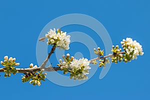 Bee flying and pollinates spring blossom