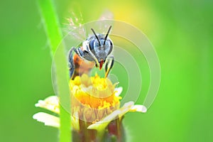 A Bee flying to the beautiful flower