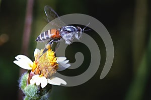 A Bee flying to the beautiful flower