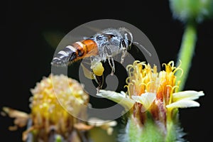 A Bee flying to the beautiful flower