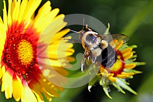Bee Flying to Blanket Flower