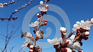 Bee flying to a blooming apricot tree collecting pollen. Honeybee and spring flowers over blue sky background lose up