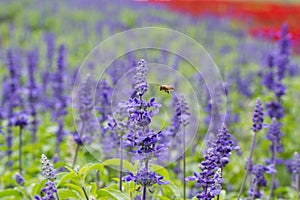 A bee flying to blue Salvia flower (blue sage)