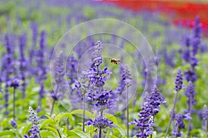Miel de abeja volador sobre el azul flor (azul sabio) 
