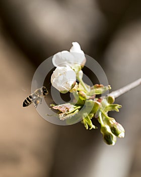 Bee flying to collect polen.