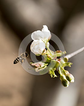 Bee flying to collect polen. photo