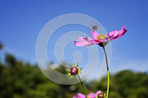 Bee flying to the flower