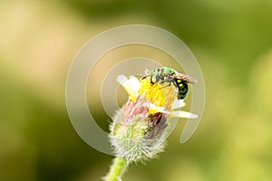 Bee flying to the flower