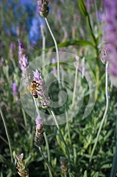 Bee flying to a lavander flower photo