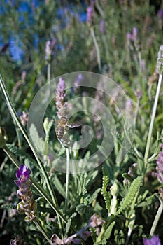 Bee flying to a lavander flower photo
