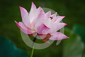 A Bee flying to Pink Lotus Flower