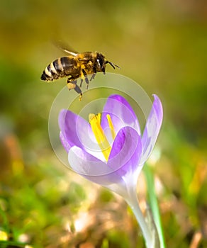 Bee flying to a purple crocus flower blossom