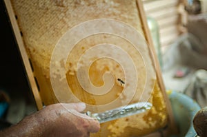 A bee flying to take