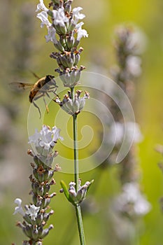 A bee flying to a white lavender stem for harvesting pollen