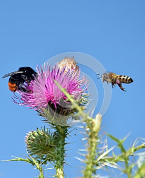 Bee flying to wild flower