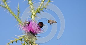 Bee flying to wild flower