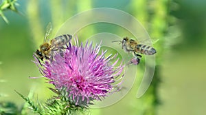 Bee flying to wild flower