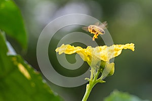 Honey bee flying on top of yellow flower over blur background