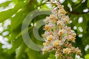 The bee flying toward the flower.aainsect in nature