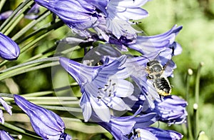 Bee flying towards agapanthus Flower