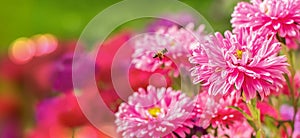 Bee flying towards pink flower