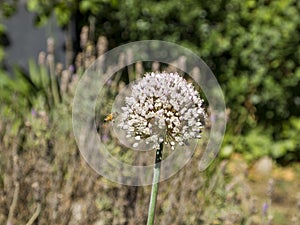 A bee flying towards white circular shaped flowers Allium