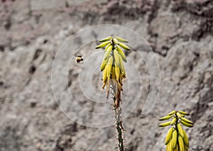 Bee flying towards a yellow plant to collect nectar and pollen