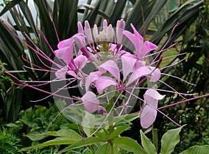 Bee Forage Plant And Flower Blooms In Monsoon