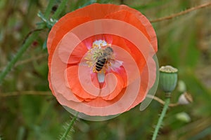 Bee Forages on Orange Flanders Poppy 07