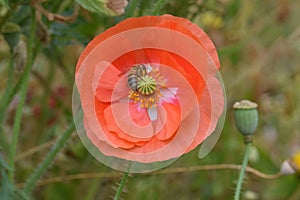 Bee Forages on Orange Flanders Poppy 08