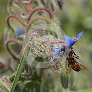 Bee foraging on a blue borage flower