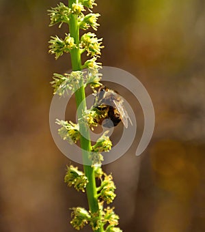 Bee foraging on stem of small wild flowers