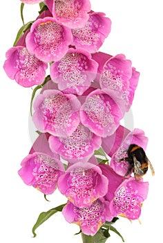 Bee and Foxglove Flower photo