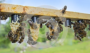Bee frame with cell bar - queen cells with bee queens mothers