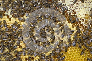 Bee frame with worker combs close up