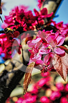 Bee on fruit tree blossoms