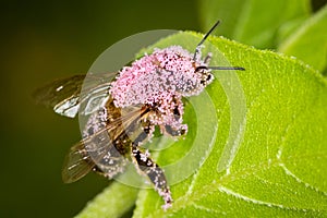 A bee full of pink pollen sitting on a green leaf - macro shot