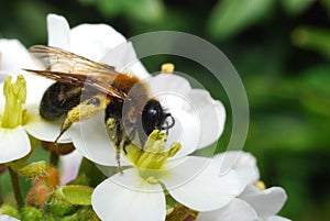 A bee full of polen feeding on a flower