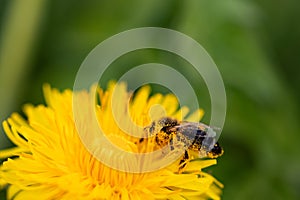 A bee full of pollen on a Dandelion
