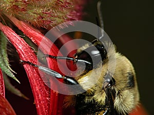 Bee on Gaillardia