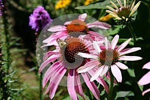 A Bee in the garden 3 photo