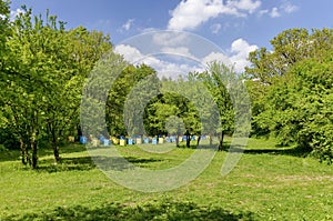 Bee-garden in forest glade